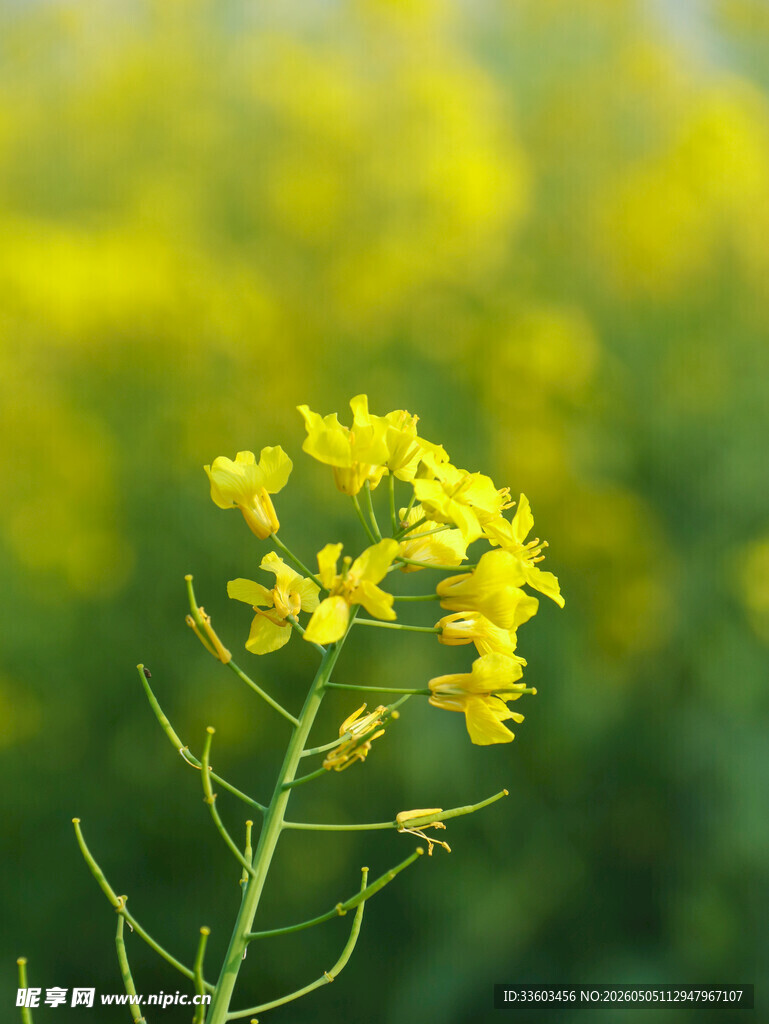 一枝绽放的黄色油菜花