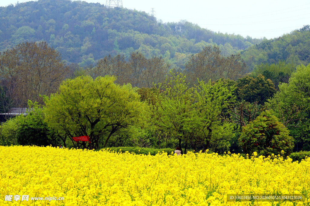 金黄油菜花田与葱郁山林