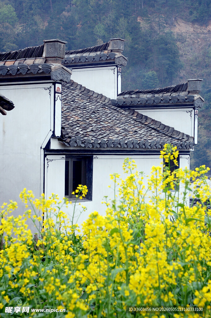白墙黑瓦间的油菜花海
