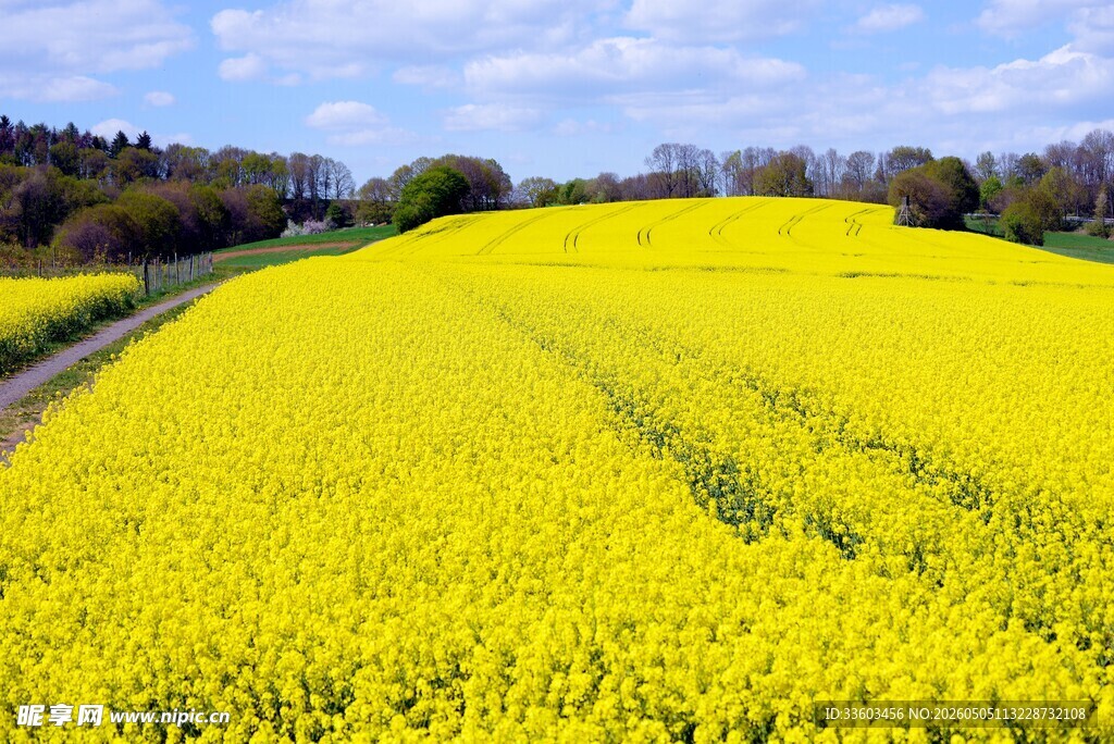 金黄油菜田