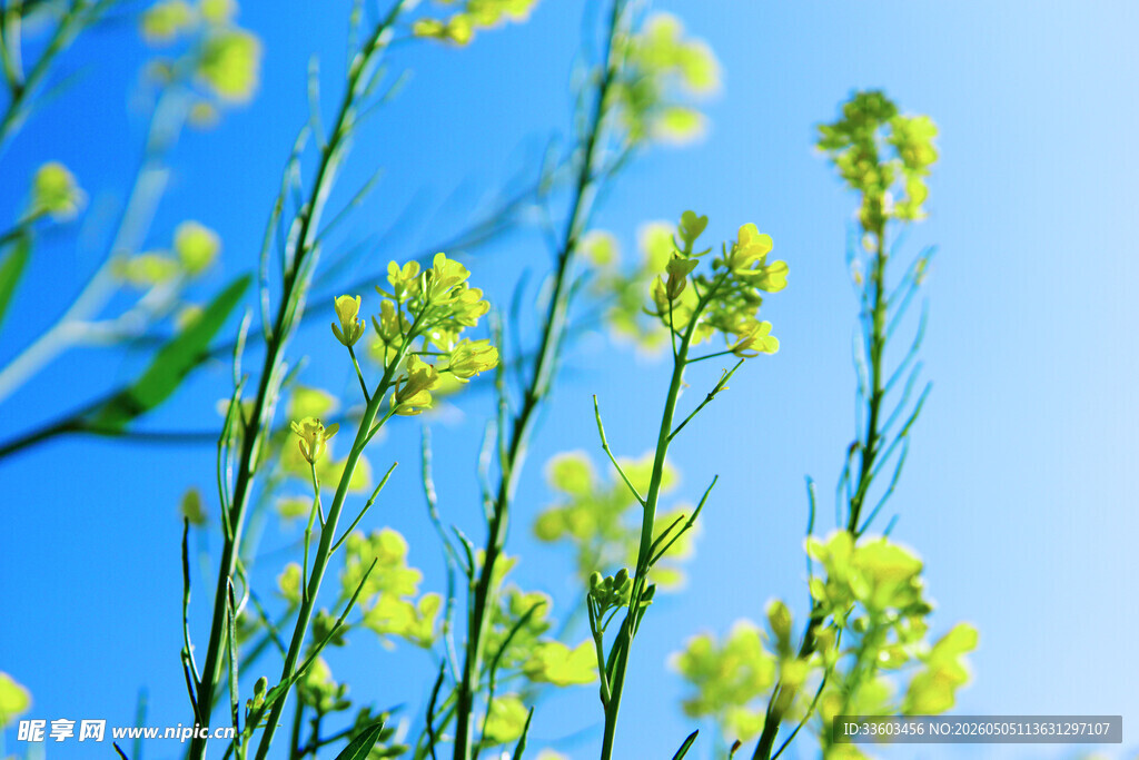 蓝天映衬下的灿烂油菜花