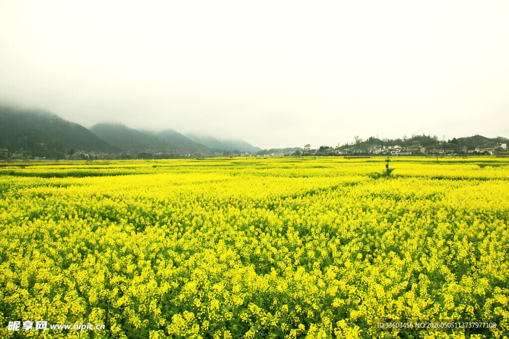金黄油菜田