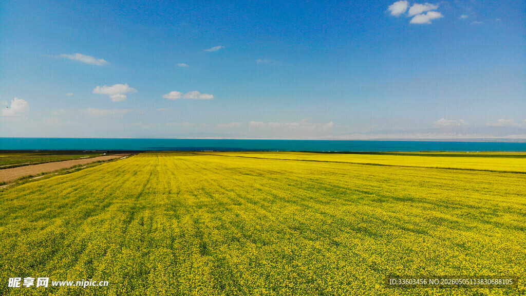 金黄油菜花海