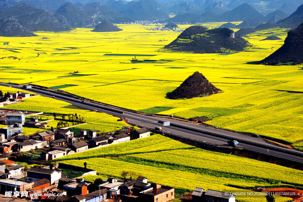 金黄油菜田中的村落与公路