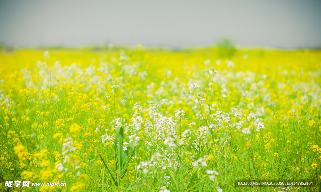 春日油菜花田美景