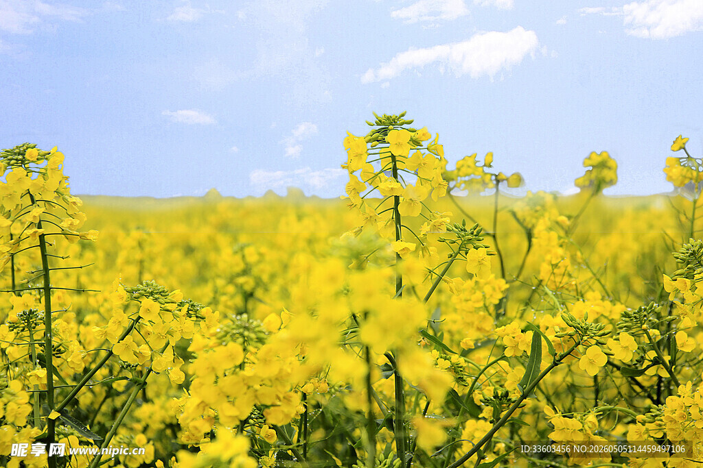 金黄油菜花田