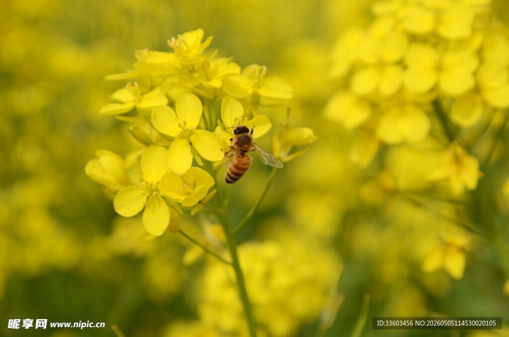 黄花丛中一甲虫