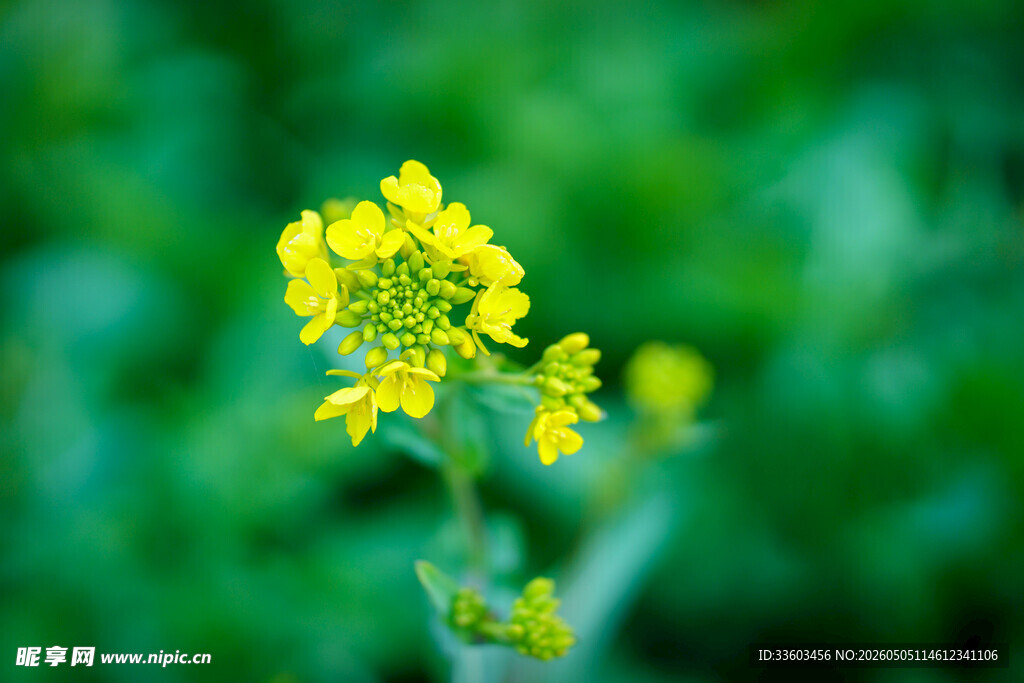 黄色小花特写