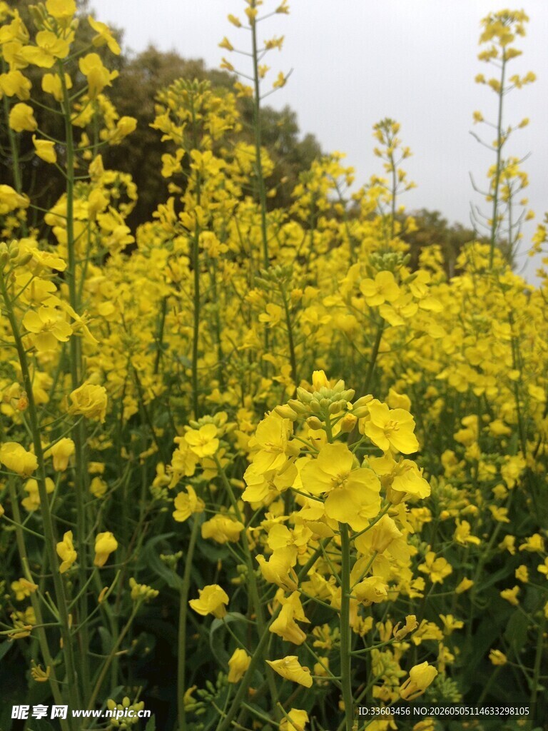金黄灿烂的油菜花海