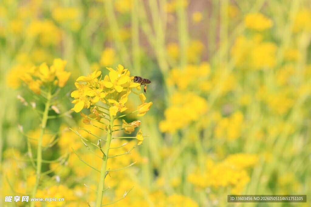 蜜蜂飞舞于灿烂油菜花间