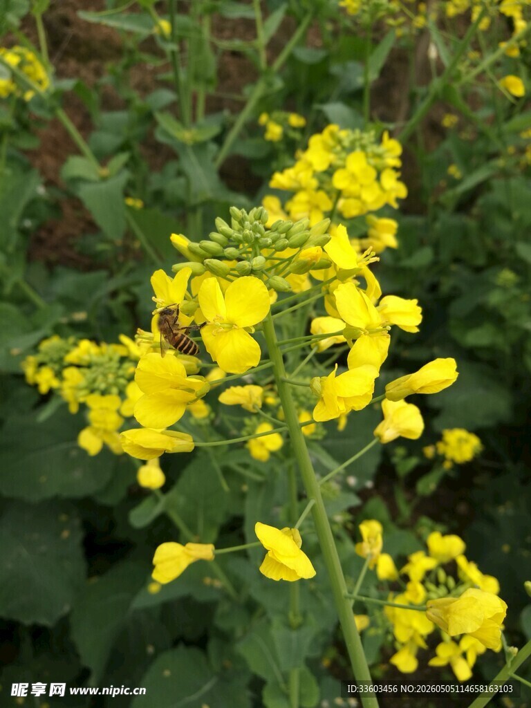 绽放的黄色油菜花