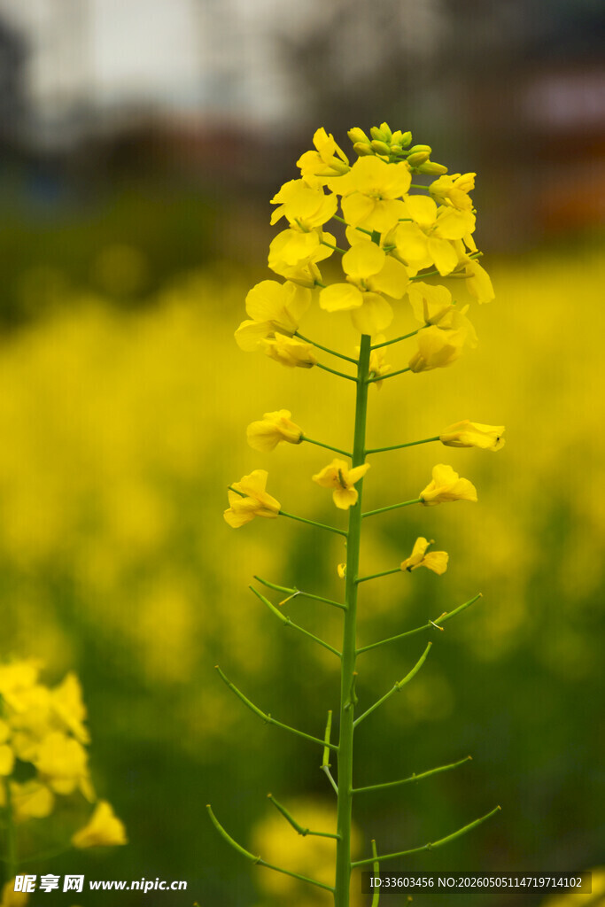 金黄油菜花绽放田野