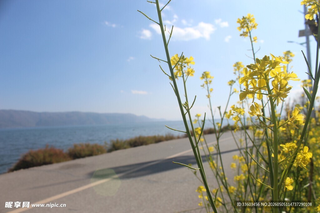 路边绽放的黄色花卉与远景