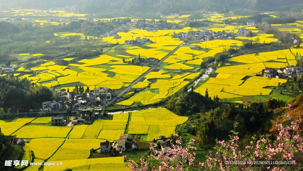 春日梯田油菜花美景