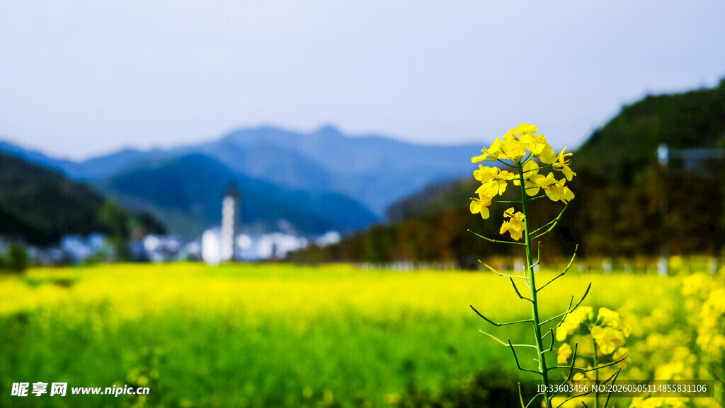 春日油菜田与远山美景