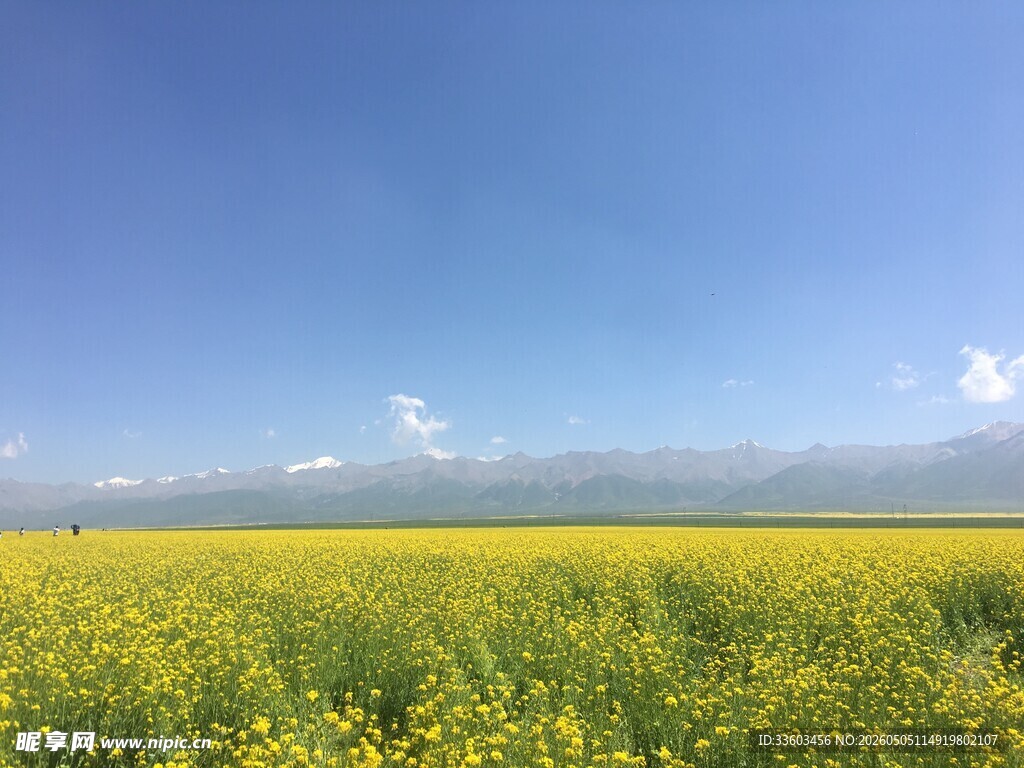 金黄灿烂的油菜花海风光