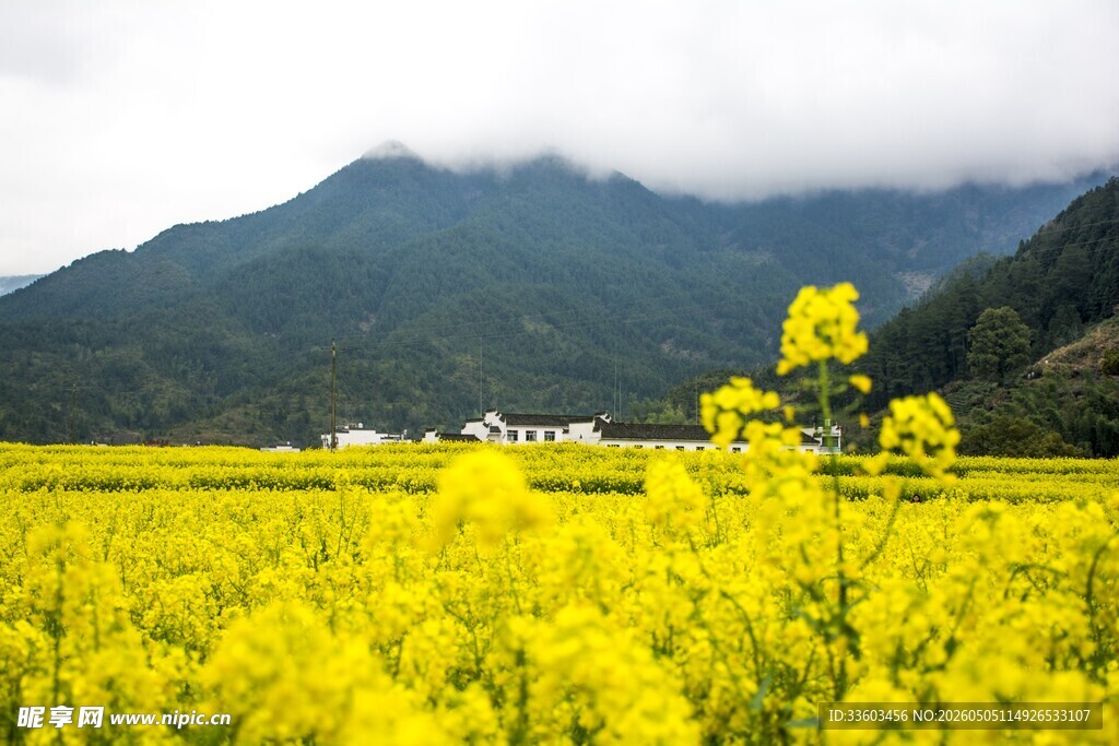 金黄油菜田与远山美景