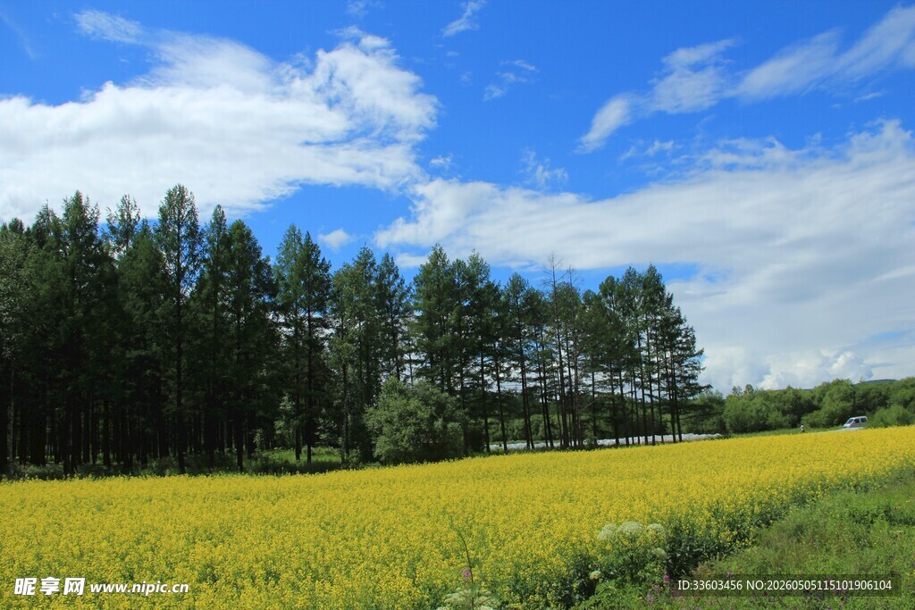 金黄田野与葱郁树林美景
