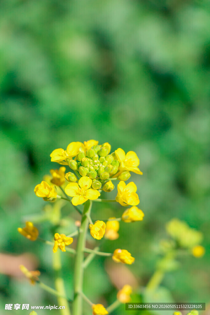 绽放的黄色小花