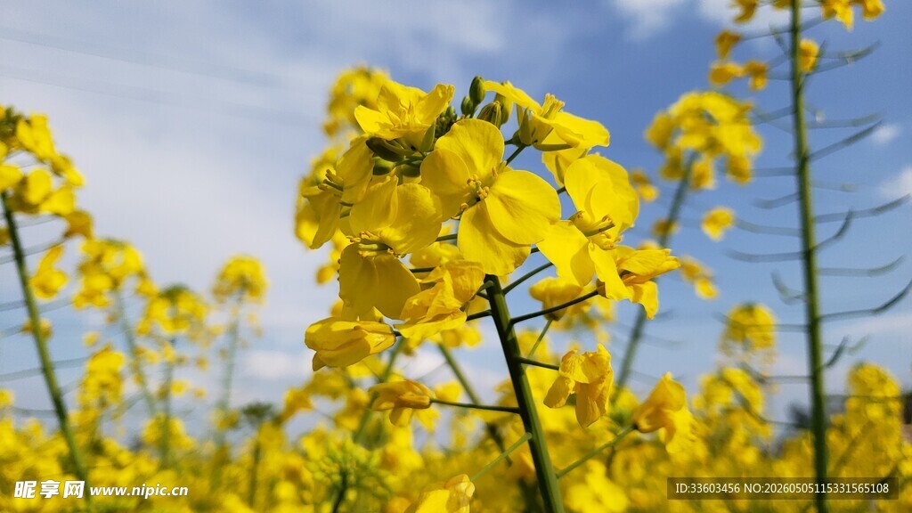 金黄油菜花绽放蓝天之下