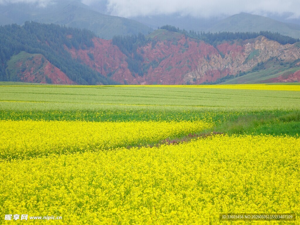 金黄油菜花海与远山美景