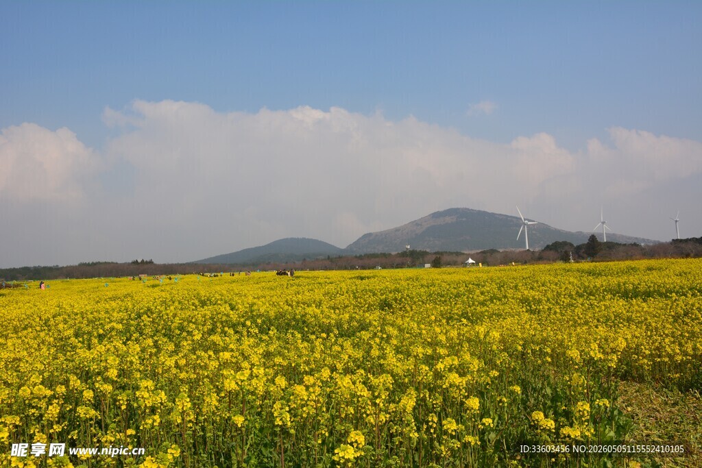 金黄油菜花田与远山美景