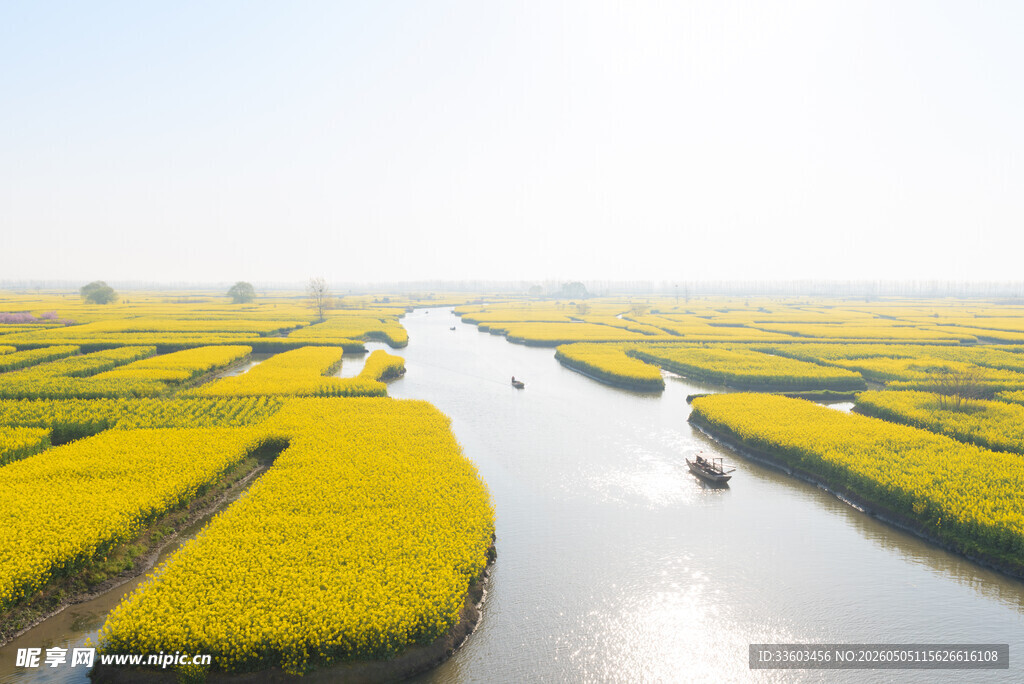 金黄河道田园风光美景
