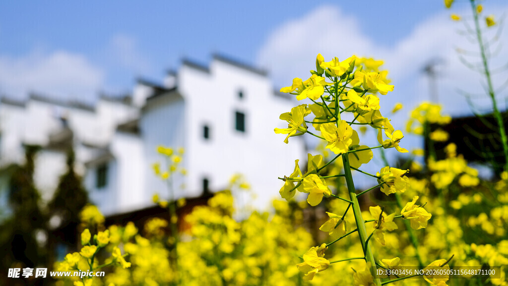 白墙黄花间的田园美景