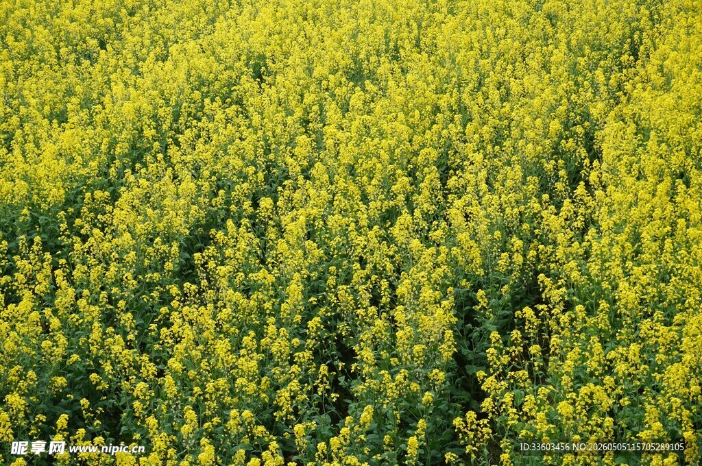 金黄油菜花田美景