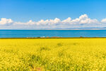 青海湖畔油菜花海美景
