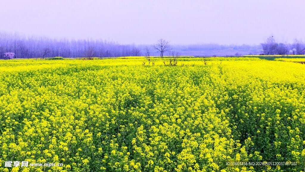 春日油菜花海美景