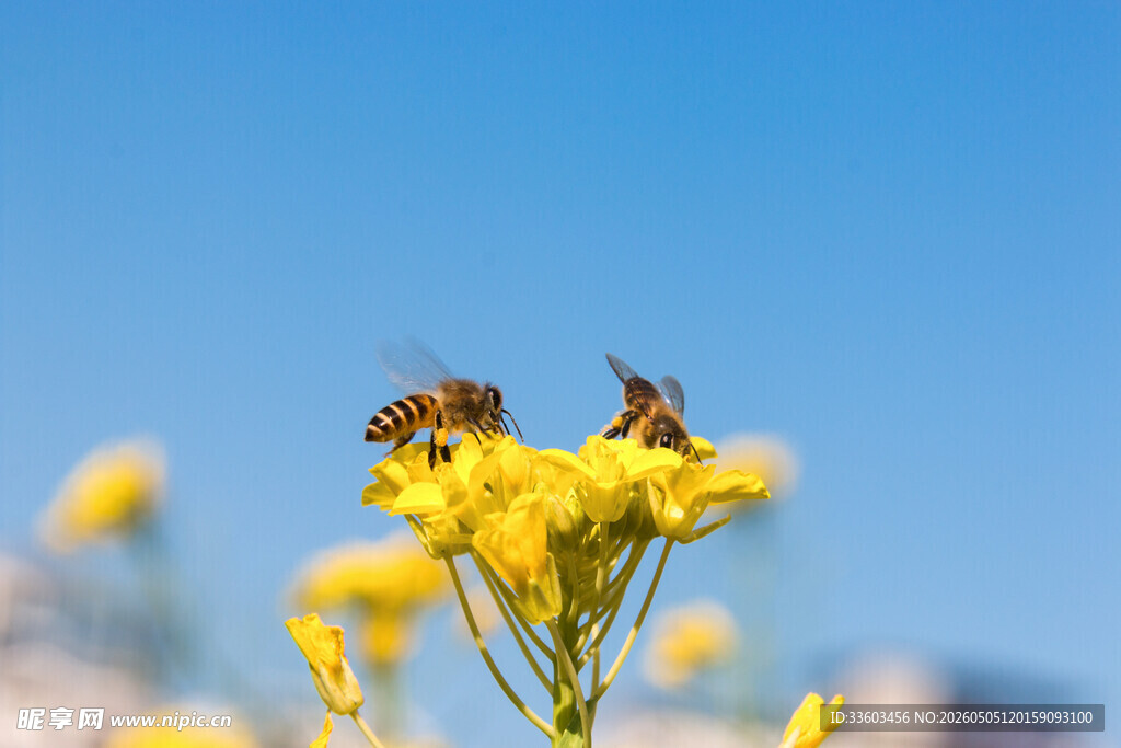 蜜蜂采蜜于明亮黄花间