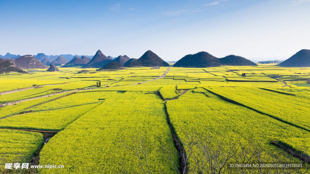 金黄油菜花田与连绵山峦