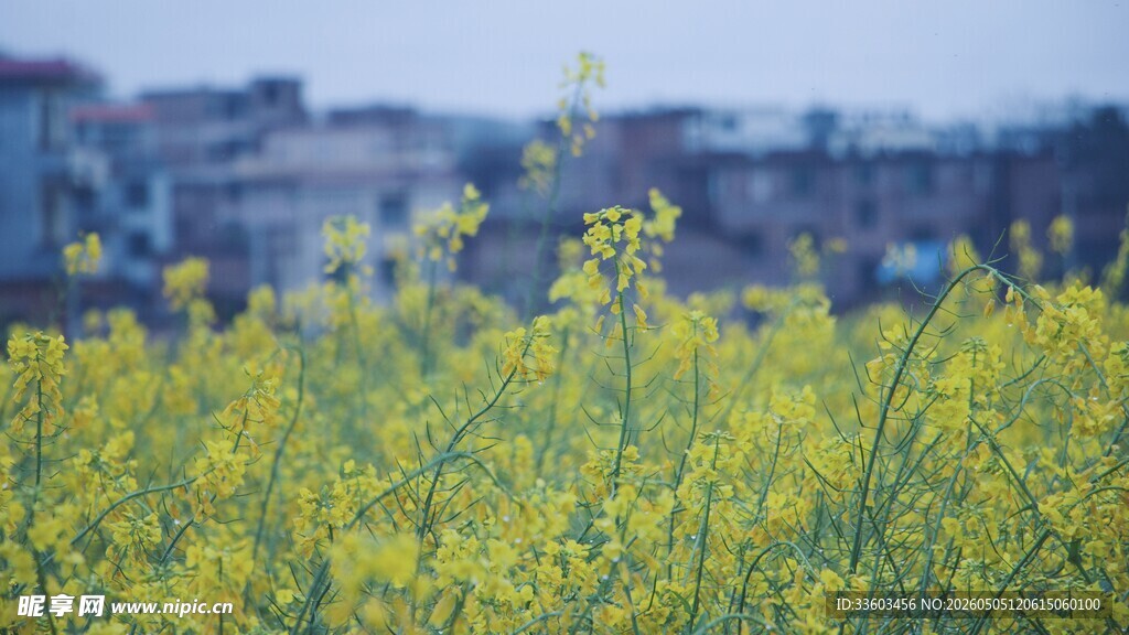 金黄油菜花田景色迷人