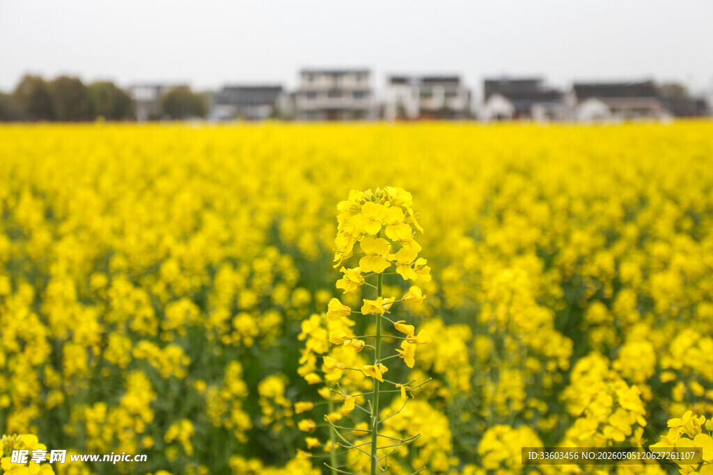 金黄油菜花田的美丽景致
