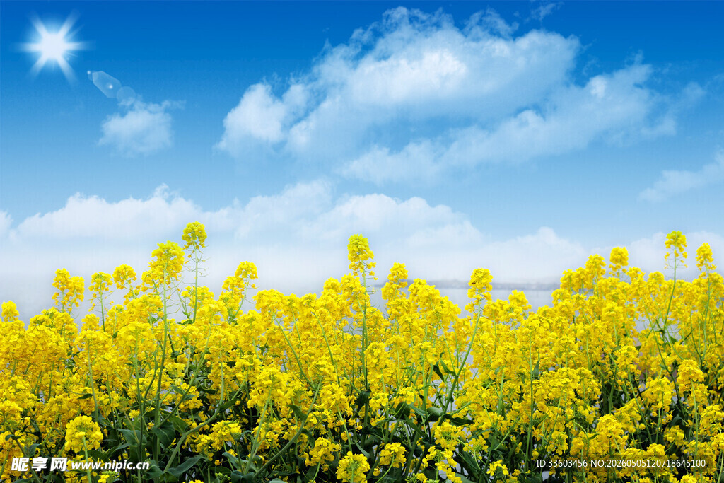 金黄油菜花与晴空美景