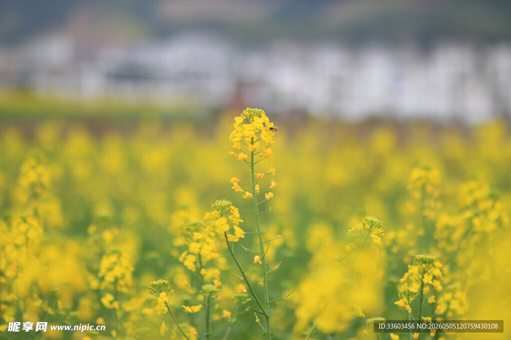 金黄油菜花田的美丽景致