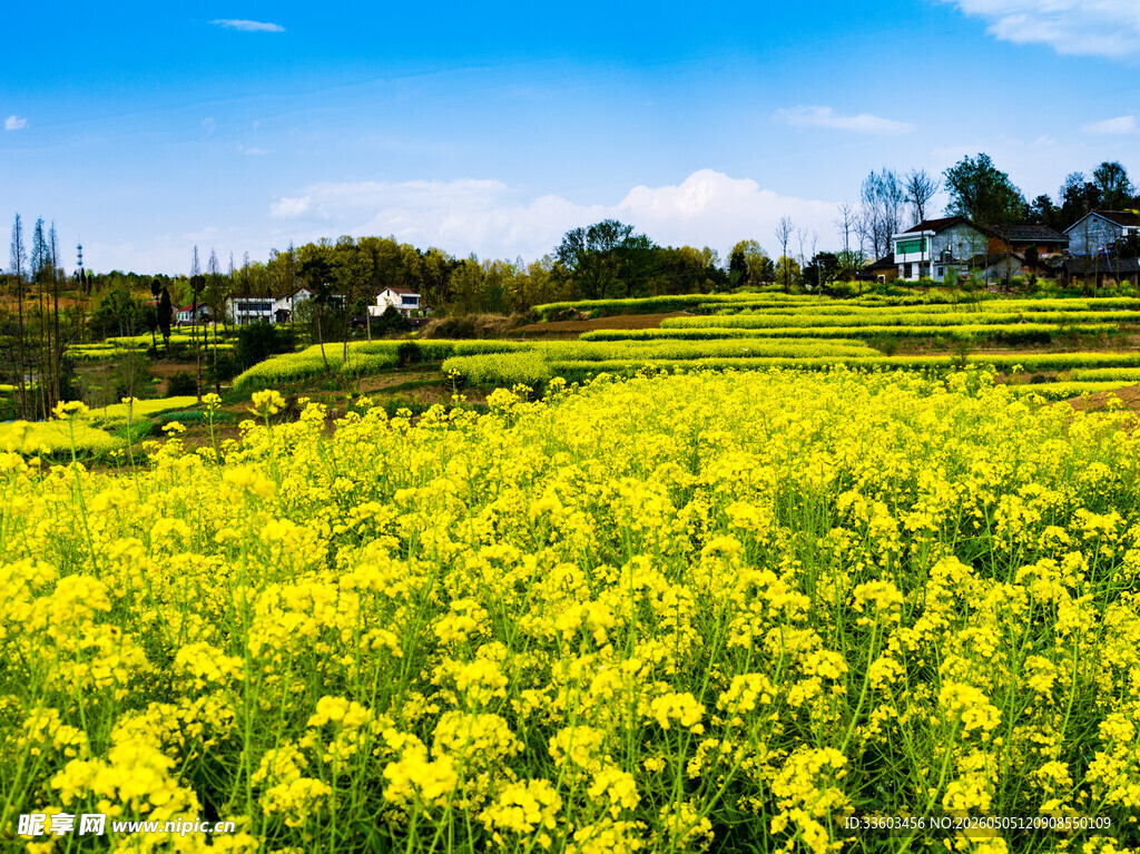 金黄油菜花田美景