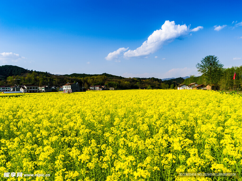 金黄油菜花海