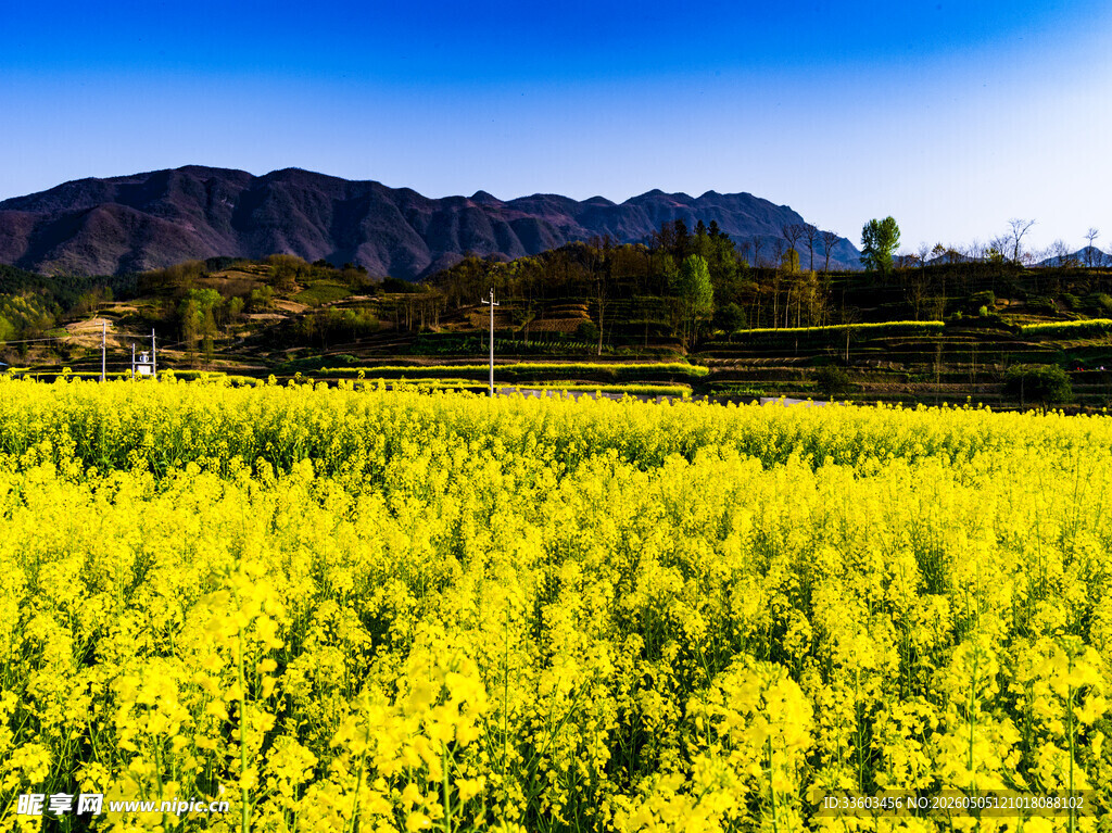 金黄油菜花海与远山美景
