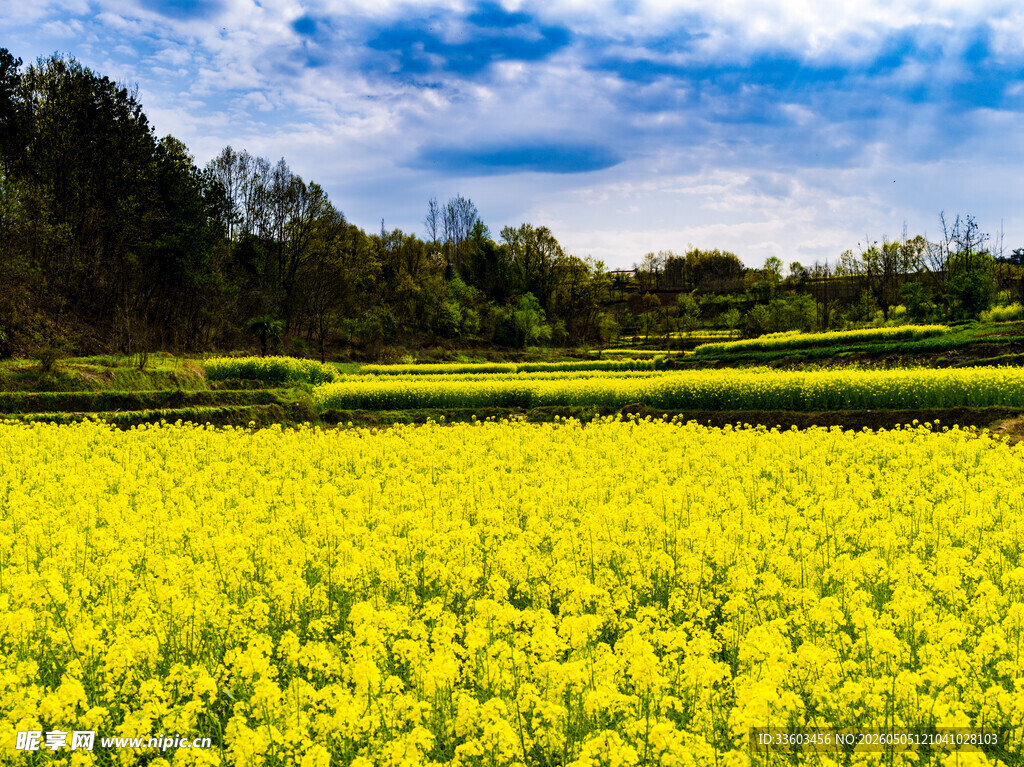 春日金黄油菜花田美景