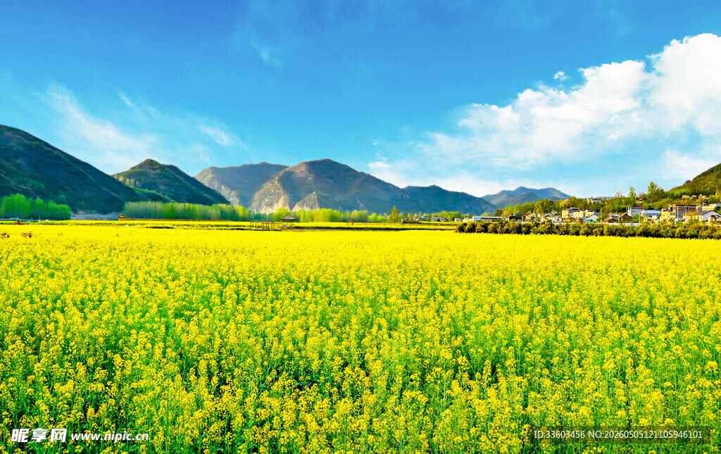金黄油菜花海与远山蓝天