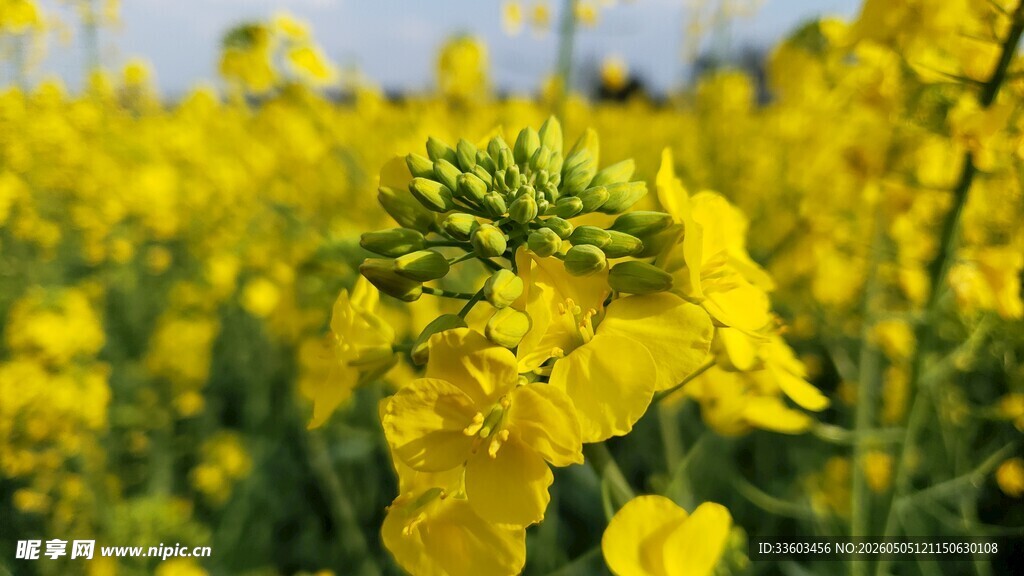 金黄油菜花绽放
