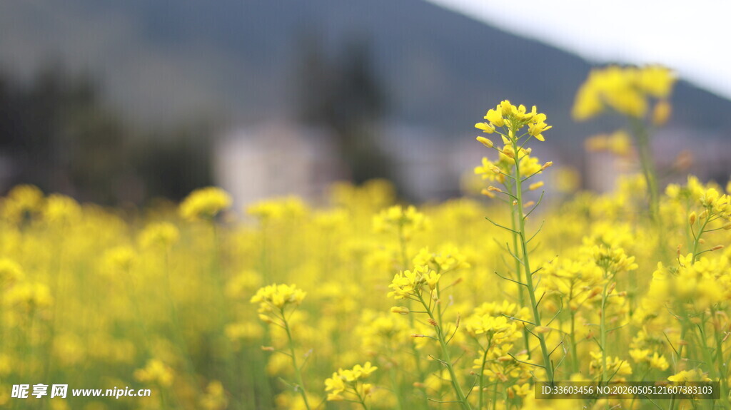 金黄油菜花田的美丽景致