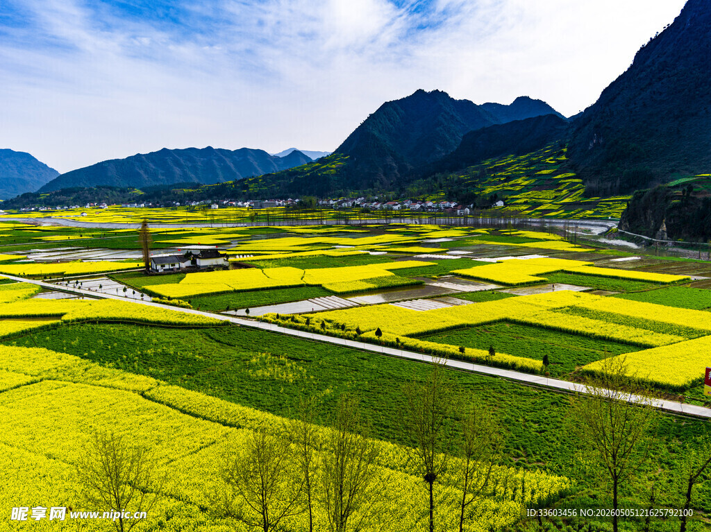 春日田园油菜花美景