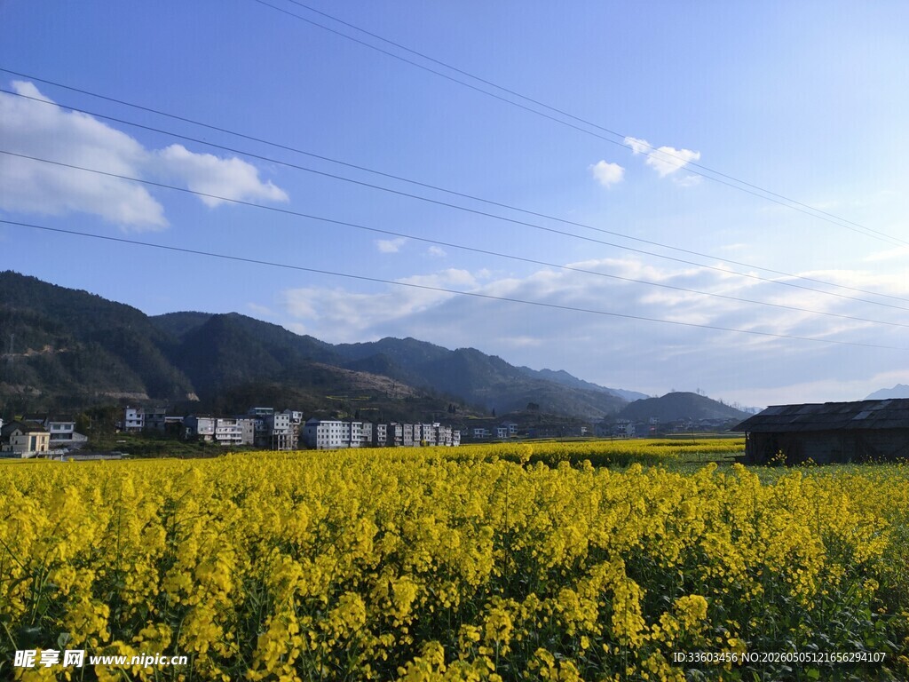 金黄油菜花海与远山蓝天