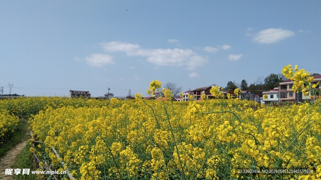 金黄油菜花田美景