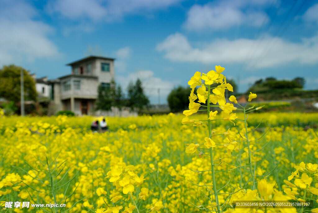 田园油菜花海中的房屋