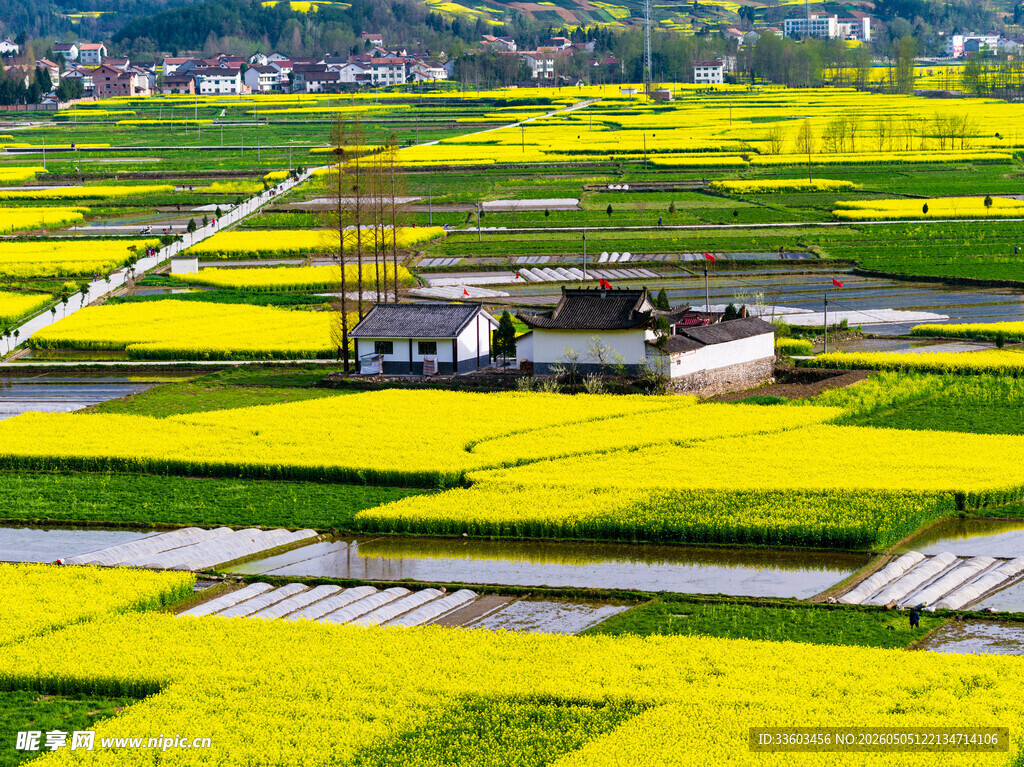 春日田园油菜花景观