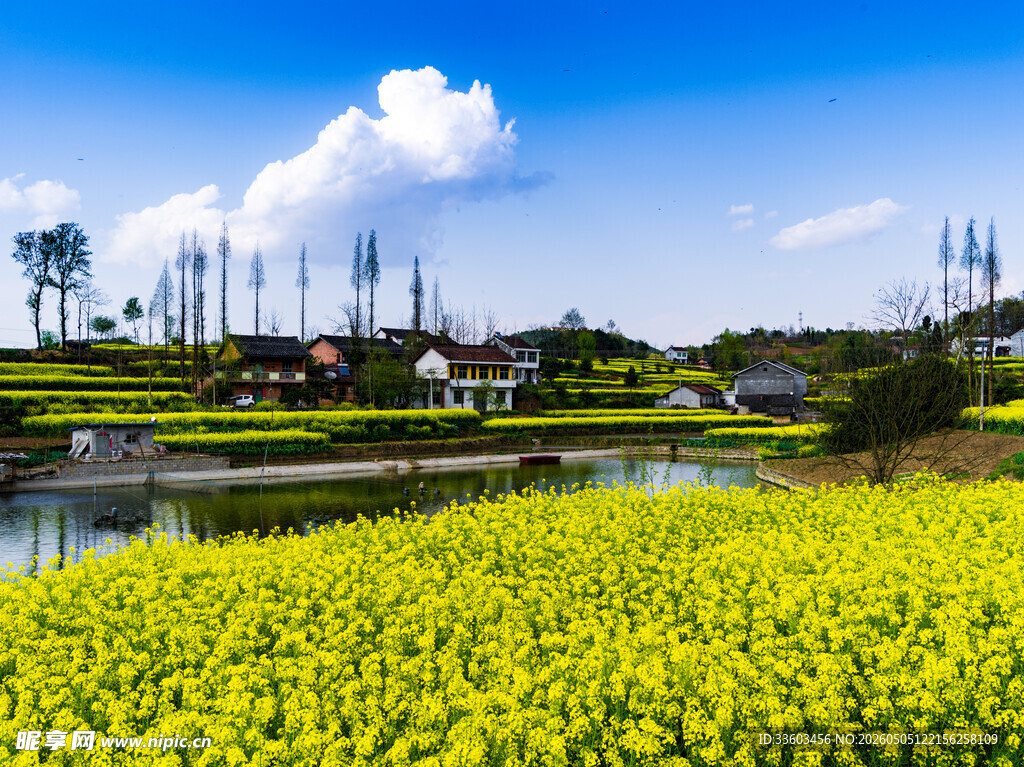 金黄花海旁的宁静乡村景